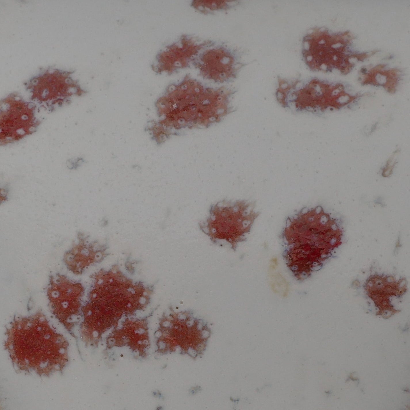 River Rock Midfire Glaze - Poppy Dots